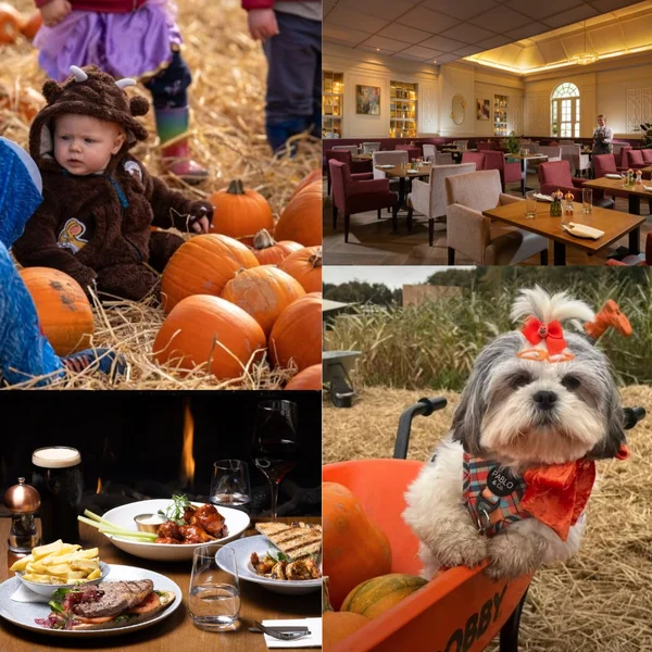 Win A Family Pass to Kilcullen Pumpkin Patch