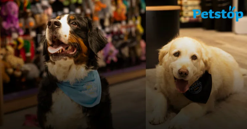 Win a pawsome €500 Petstop Gift Card