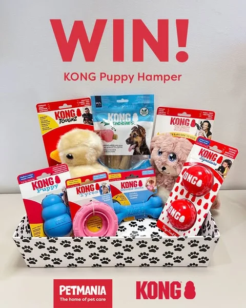 Win a Kong Puppy Hamper
